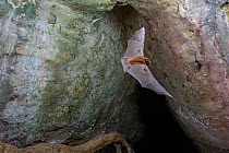 Trident Bat, Chewbacca bat (Triaenops afer) in flight, Codzo Caves, Mazamba, Sofala, Mozambique.