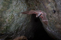 Trident Bat, Chewbacca bat (Triaenops afer) in flight, Codzo Caves, Mazamba, Sofala, Mozambique.