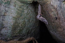 Mozambican long-fingered bat (Miniopterus mossambicus) in flight, Codzo Caves, Mazamba, Sofala, Mozambique.