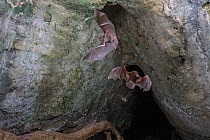 Mozambican horseshoe bat (Rhinolophus mossambicus) in flight, (left) in flight, and Mozambican long-fingered bat (Miniopterus mossambicus) in flight, (right) in flight, Codzo Caves, Mazamba, Sofala, M...