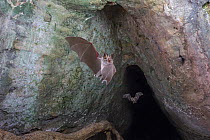 Mozambican horseshoe bat (Rhinolophus mossambicus) in flight, Codzo Caves, Mazamba, Sofala, Mozambique.