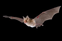 Swinny's Horseshoe Bat (Rhinolophus cf. swinnyi) in flight, Codzo Caves, Mazamba, Sofala, Mozambique. Controlled conditions