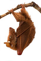 Peters's epauletted fruit bat (Epomophorus crypturus) roosting, Gorongosa National Park, Sofala, Mozambique. Controlled conditions