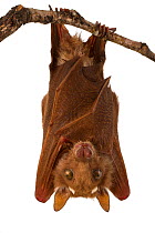 Peters's epauletted fruit bat (Epomophorus crypturus) roosting, Gorongosa National Park, Sofala, Mozambique. Controlled conditions