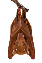 Peters's epauletted fruit bat (Epomophorus crypturus)  Gorongosa National Park, Sofala, Mozambique. Controlled conditions