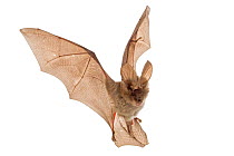 Egyptian slit-faced bat (Nycteris thebaica) in flight, Gorongosa National Park, Sofala, Mozambique. Controlled conditions