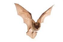 Egyptian slit-faced bat (Nycteris thebaica) in flight, Gorongosa National Park, Sofala, Mozambique. Controlled conditions small repro only