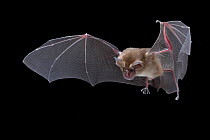 Lander's horseshoe bat (Rhinolophus landeri) in flight, Gorongosa National Park, Sofala, Mozambique. Controlled conditions