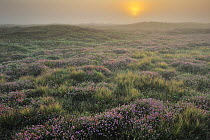 Heathland landscape with Cross leaved heath (Erica tetralix)  Thy NP, Denmark, July.