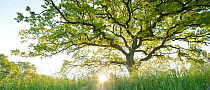 Panoramic of Oak tree (Quercus robur) with low sun, Oland, Sweden, May.