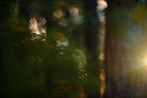 Sunlight shining in Spruce (Picae sp) forest, Hallefors, Sweden