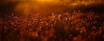 Vanilla grass (Hierochloe odorata)  and Wild chives (Allium schoenoprasum) at sunset, Oland, Sweden, June.