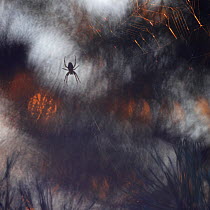 Abstract view of Garden cross spider (Araneus diadematus) with sunset light on web, Thy NP, Denmark
