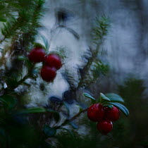 Abstract view of Lingonberries (Vaccinium vitis-idaea) Oulanka NP, Finland, September.