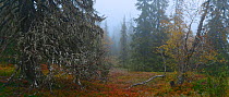 Autumn forest landscape in  Riisitunturi, Finland, September.