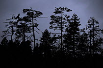 Ravens (Corvus corax), Lentiira, Finland. September.