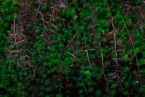 Wood horsetail (Equisetum sylvaticum)  and Haircap moss (Polytrichum) Lentiira, Finland, September.