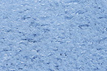 Close up of patterns of ice crystals, Kayla, Finland, March.