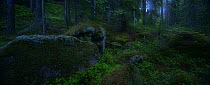 Spruce forest (Abies sp)  Tiveden NP, Sweden