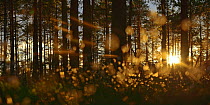 Cotton grass (Eriophorum angustifolium) and Pine trees (Pinus sp) Store Mosse NP, Sweden, May.