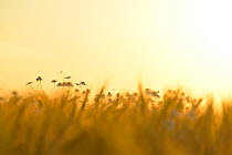Barley field (Hordeum vulgare) with Camomile (Matricaria chamomilla) flowers at sunset, Gotland, Sweden