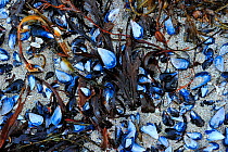 Blue mussels (Mytilus edulis) Vestvagoy, Norway, March 2012.