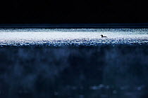 Black-throated diver (Gavia arctica) Hallefors, Sweden, June.