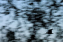 Abstract view of Eurasian woodcock (Scolopax rusticola) in flight, Hallefors, Sweden. Small repro only.