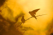 Barn swallows (Hirundo rustica) calling, silhouetted in midnight sun, Oland, Sweden, June.