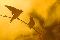 Barn swallows (Hirundo rustica) calling, silhouetted in midnight sun, Oland, Sweden, June.
