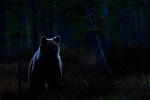 Brown bear (Ursus arctos) at night, Lentiira, Finland, September.