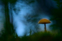Abstract view of mushroom, Pilz, Lentiira, Finland, September.