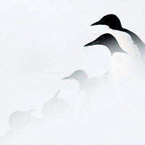 Guillemots (Uria aalge) group in mist, Hornoya, Norway.