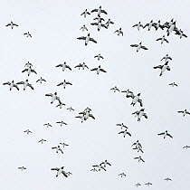 Guillemots (Uria aalge) flock in flight, Hornoya, Norway.