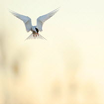 Common tern (Sterna hirundo) flying looking down to the ground, St. Anna Archipelago, Sweden, May.