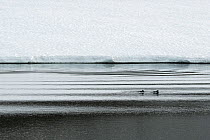 Long-tailed ducks (Clangula hyemalis) Varanger Peninsula, Norway, June.