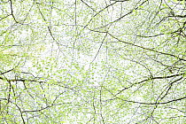 Looking up into Beech tree canopy (Fagus sylvatica) in spring, Denmark, April 2015.