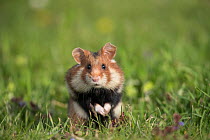 European hamster (Cricetus cricetus), adult with full cheek pouches. Vienna, Austria