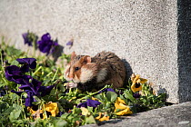 European hamster (Cricetus cricetus), adult, feeding on viola on a grave in a cemetery, Vienna, Austria.
