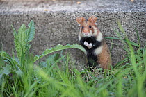 European hamster (Cricetus cricetus), adult, standing on hind legs, Vienna, Austria