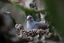 Diamond dove (Geopelia cuneata), adult in nest, captive, occurs in Australia.