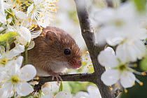 Harvest mouse (Micromys minutus), adult, climbing between flowering blackthorn, captive. April.