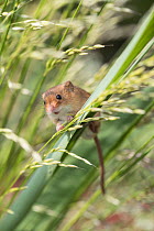 Harvest mouse (Micromys minutus), adult  male climbing and feeding captive. June.