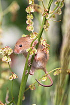 Harvest mouse ( Micromys minutus), adult, male climbing on sorrel, captive. June.