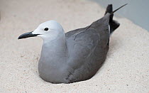 Grey gull ( Larus modestus), adult on nest, captive.