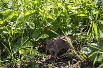 Brown rat (Rattus norvegicus), juvenile among strawberry plants and grass, Hanover, Lower Saxony, Germany