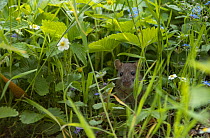 Brown rat (Rattus norvegicus) juvenile, among strawberry flowers and forget-me-nots, Hanover, Lower Saxony, Germany, May.