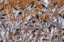 Snow geese (Chen caerulescens) flock landing,  Bosque del Apache, New Mexico, USA,.