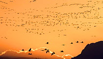 Sandhill cranes (Grus canadensis) flying in to land at sunset  in golden light, Bosque del Apache National Wildlife Refuge, New Mexico, USA, December.