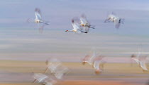 Sandhill cranes (Grus canadensis) group in flight, blurred motion, Bosque del Apache National Wildlife Refuge, New Mexico, USA. December.